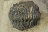 Crotalocephalus Trilobite With Three Reedops - Atchana, Morocco #210265-11